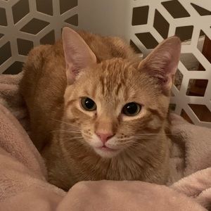 Meet your Posher, Ashlee